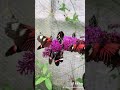 Postman Butterflies on Buddliea - Tropical Butterflies - TikTok