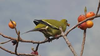 Pin tailed green pigeon