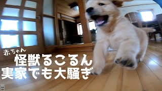 いつでもどこでも猫を被らない赤ちゃんゴールデン