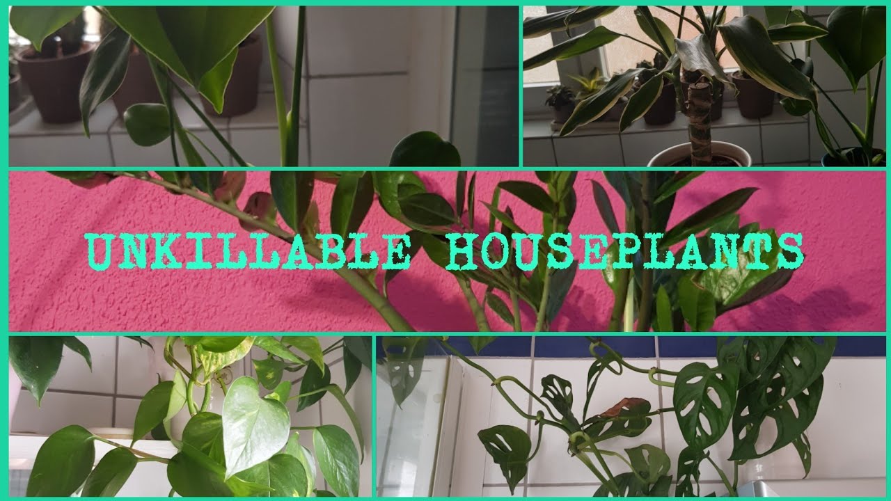 EASY HOUSEPLANTS| TOP 5 HOUSEPLANTS FOR BEGINNERS - YouTube