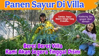 Panen Sayur Musim Dingin Di Villa, Sambil Beres Beres Kebun