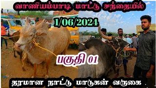 1/06/2024 வாணியம்பாடி மாட்டு சந்தையில்/ தரமான நாட்டு மாடுகள் வருகை பகுதி 01