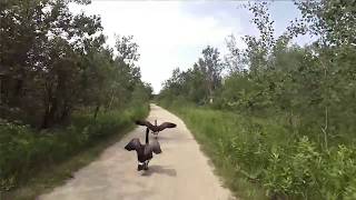 Geese Herding, FortWhyte