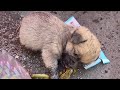 Sitting under the trash can, the puppy tried to swallow the smelly sausage to fill his stomach