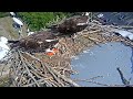 mama osprey feeds chicks in nest june 5 2024