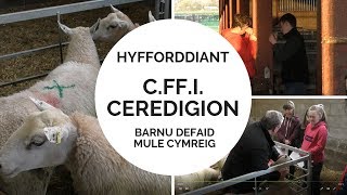 Hyfforddiant Barnu Defaid Mule Cymreig C.Ff.I. Ceredigion