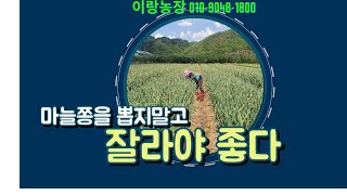 홍산마늘.주아통마늘.주아씨마늘 주문 받아요  의성마늘.홍산마늘 비교 개인적인 생각 입니다