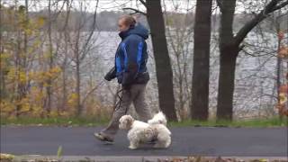Buster (Shih Tzu) Boot Camp Dog Training Demonstration