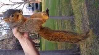 Picking up a wild squirrel without getting bit....