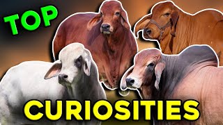 Main CHARACTERISTICS of the Brahman Breed