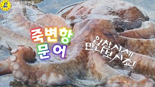 水産市場 울진 죽변항 수협위판장 문어 입찰시세 만나보시죠! 견문록♡삶1894/Jukbyeon port fish market, korea