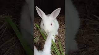 Cute bunny  eating 🥰#rabbitvideo #drewing#cute #bunny #eating #shortvideo