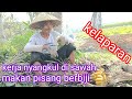 seperti kelaparan pisang satu pohon habis