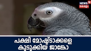 പക്ഷി മോഷ്ട്ടാക്കളെ പൊലീസിൽ കുടുക്കിയ ആഫിക്കൻ തത്ത 'ജാങ്കോ' ഇപ്പോൾ താരം| Jango | African Grey Parrot