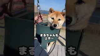 犬用ブランコに乗りたがる豆柴姉妹がかわいい　#Shorts