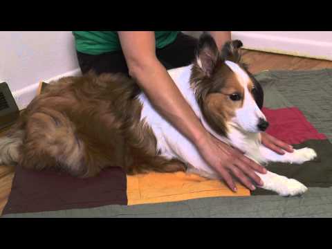 Dog with arthritis massage technique Dog with arthritis massage technique