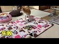 ２時間ぶりの柴犬ハナはご機嫌斜めでまさかのお出迎えに… shiba inu is happy