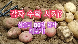 [감자재배방법]감자 수확시기 감자 수확일 결정 캐는시기