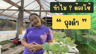 ความสำคัญของ “ถุงดำ” ที่ใช้รองกล่องโฟมก่อนปลูกผักไฮโดรโปนิกส์