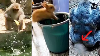 We All Suck At Life - Cute Animal Fails
