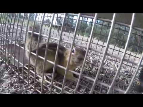 Colorado Ground Squirrel Trap Colorado Ground Squirrel Trap