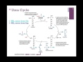 144 urea cycle