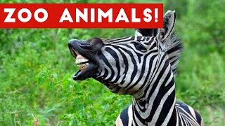 The Funniest Zoo Animals Home  Bloopers of 2017 Weekly Compilation | Funny Pet s