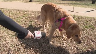 Pet owners alert! Your pet's microchip may no longer be registered