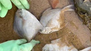 Strong winds blew up on the beach one after another, Niu Niu harvested rare pomfret!