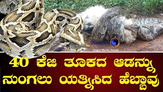 ಬೃಹತ್ ಆಡು ನುಂಗಲು ಯತ್ನಿಸಿದ ಹೆಬ್ಬಾವು | Python Snake Eats Goat | #dakshinakannada | #kalpamediahouse