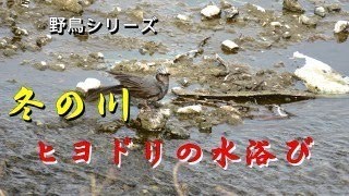 野鳥シリーズ　冬の川　ヒヨドリの水浴び