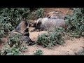 くつろぐタヌキたち 多摩動物公園 ~ relaxing tanuki at tama zoological park