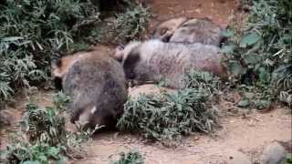 くつろぐタヌキたち - 多摩動物公園 ~ Relaxing Tanuki at Tama Zoological Park