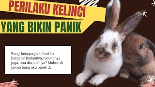 PERILAKU NORMAL KELINCI YANG BIKIN PANIK