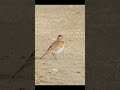 Red-capped Lark #shorts