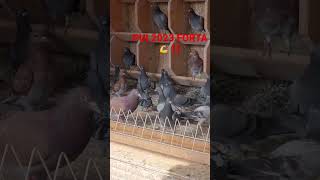 Pui porumbei voiajori #foryou #viral #viralvideo #pipa #porumbei #vlog #pigeonracing #antrenament