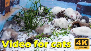 Cat TV: Adorable Mice Playing for 3 Hours in UHD – Keep Your Cat Glued | Catflix