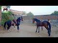 stallion pruthviraj black panchi mr. કણબી 🐎 500 patan horse lover