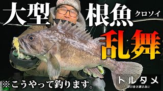 【 根魚 】釣れる！大型クロソイ！ブレードリグがキモになるレンジコントロール  《 トルタメ #9 》