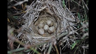 Sardinian Warbler nest (Sylvia melanocephala) Τρυποβάτης - Μαυροτσιροβάκος - Cyprus