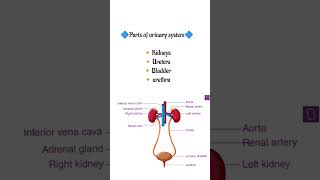 Urinary System In Hindi#urinarysystem #youtubeshorts #medical #shortvideo #shorts #bmlt