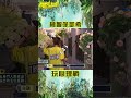 徐凱希機智玩心理戰 意外獲得勝利！【飢餓遊戲】 shorts 峮峮 徐凱希 花花 hungergames