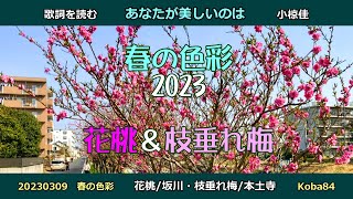 歌詞を読む　小椋佳/あなたが美しいのは　春の色彩　花桃/坂川・枝垂れ梅/本土寺　20230309　Yoshi10 Koba84　20230309