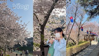 벚꽃-vlog(서대문구의 봄🌸/안산 등산하기/불광천 산책)