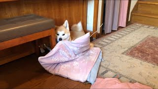 一人部屋が欲しいお年頃 秋田犬こむぎ