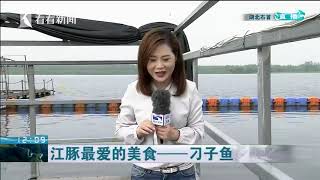 视频｜长江之恋｜湖北：与长江江豚“零距离”接触