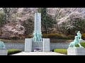 cherry blossom season in seoul 2024 korea travel tips