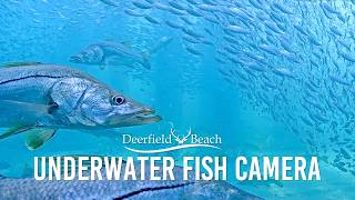 Underwater Camera - Deerfield Beach, Florida