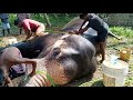 ആനയെ കുളിപ്പിച്ച് സുന്ദരനാക്കിയപ്പോൾ... elephant bathing shafna z vlog