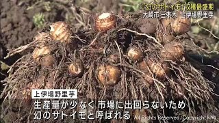 究極のねっとり感　幻のサトイモ上伊場野里芋が収穫最盛期　宮城・大崎市